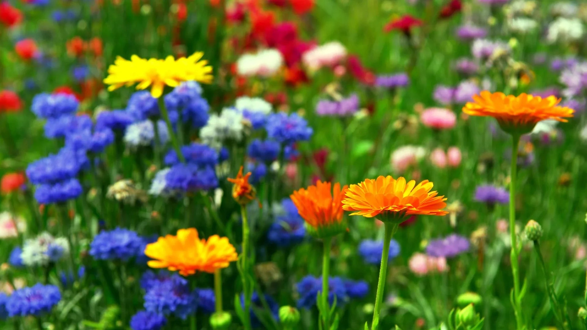 Eine Blumenwiese anlegen auf Rasen – so klappt der Umbau