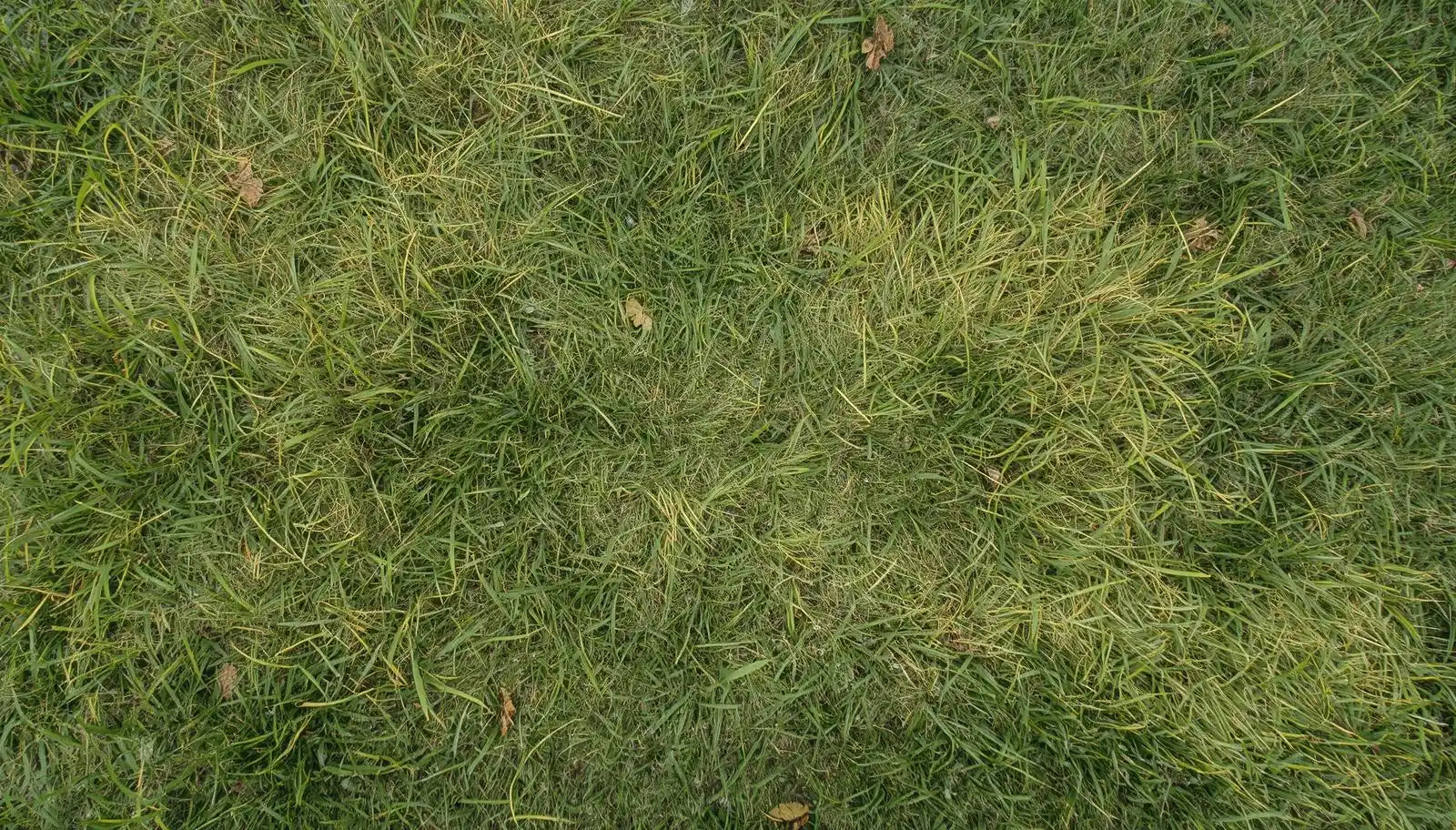 Gelber Rasen im Frühjahr: Ursachen und Lösungen