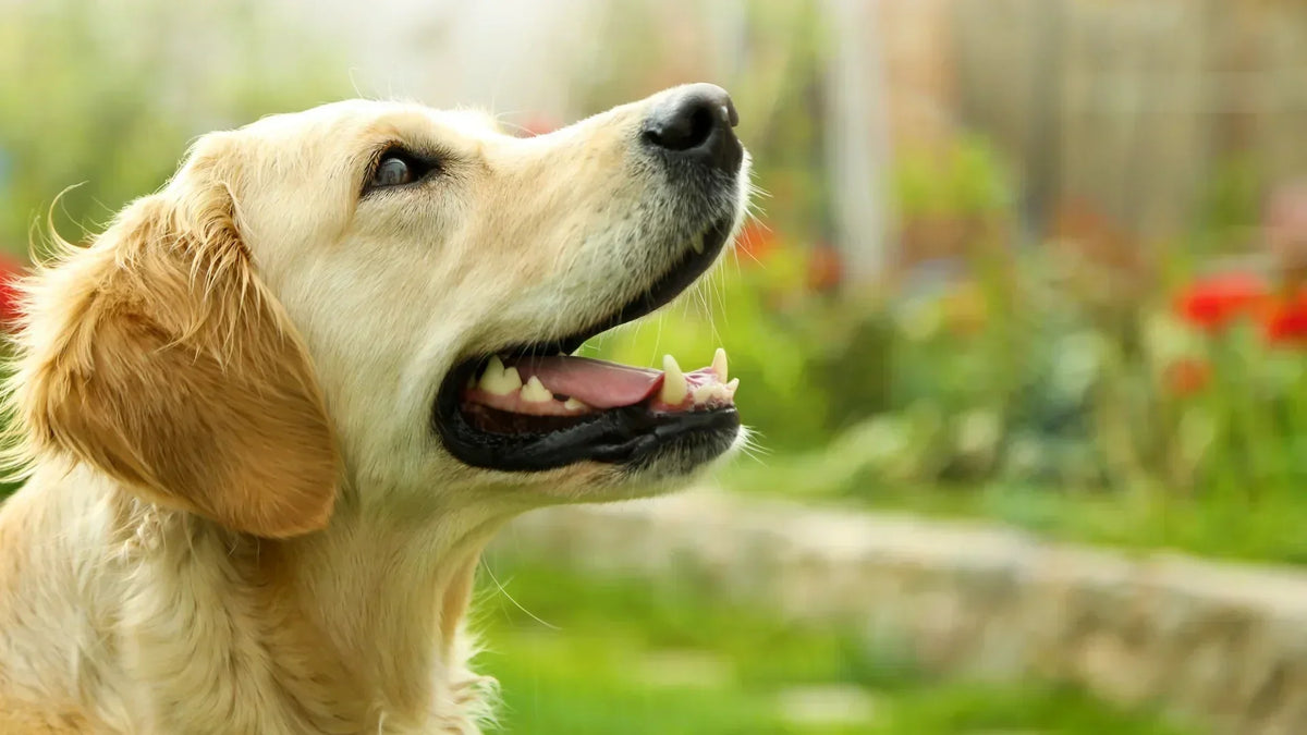 Mähroboter und Hundekot: Was passiert – und wie man es verhindert