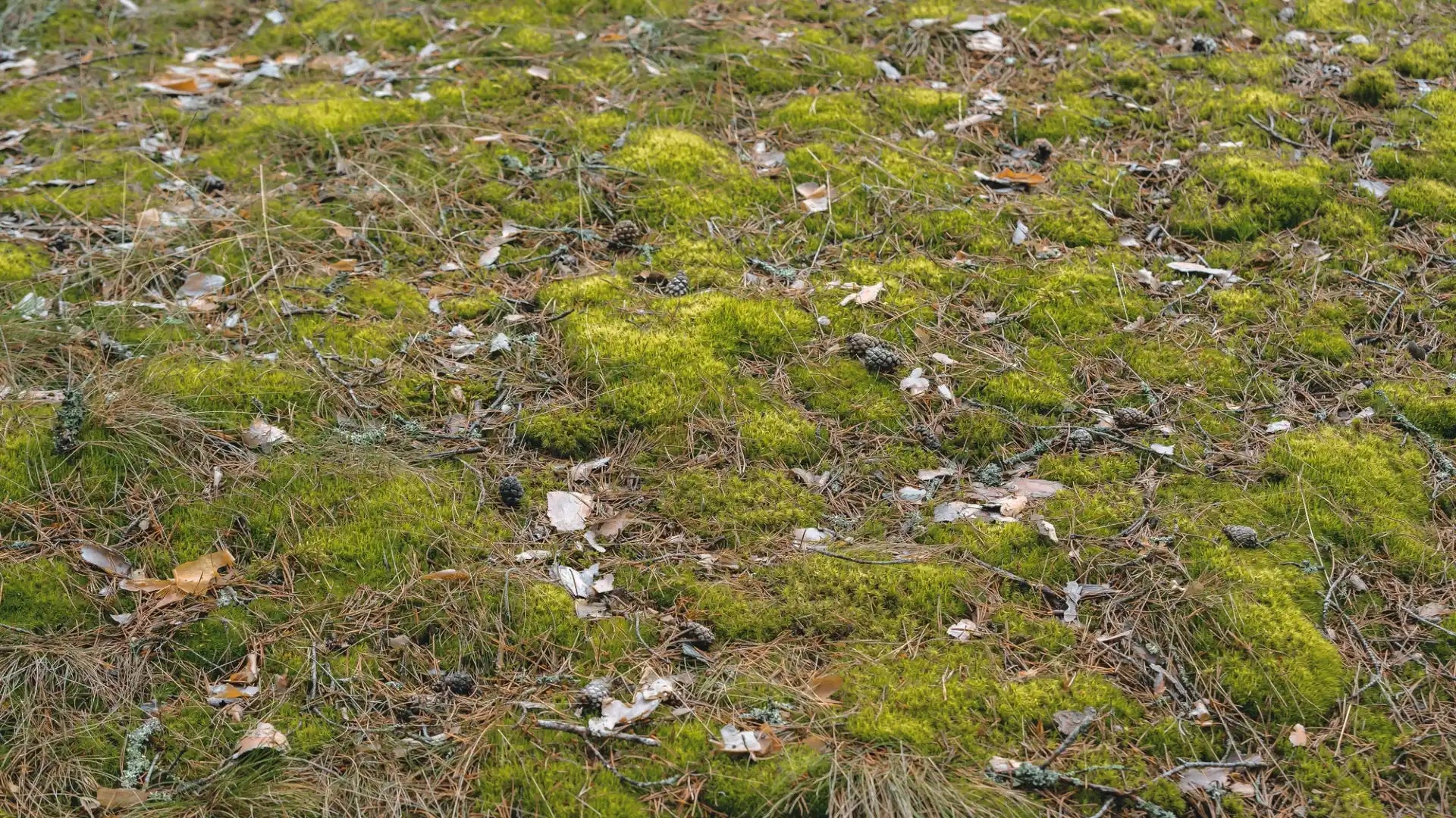 Erfolgreich Moos im Rasen bekämpfen