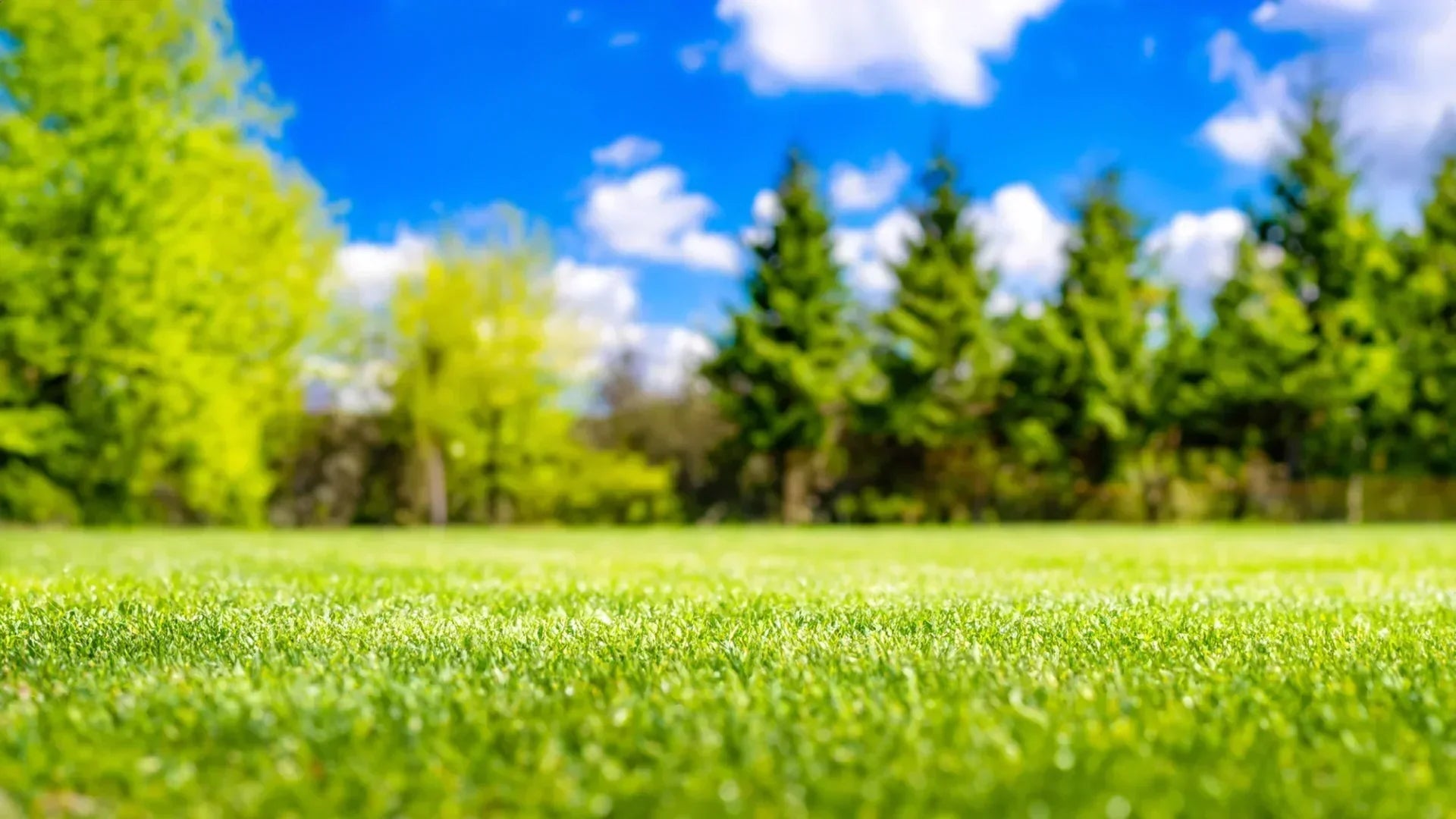 Den Rasen dicht bekommen: So wird Ihr Rasen wieder grün