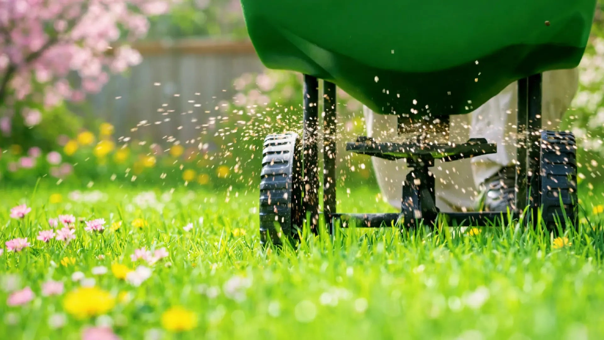 Rasen kalken im Frühjahr: Die Anleitung gegen Moos & Klee