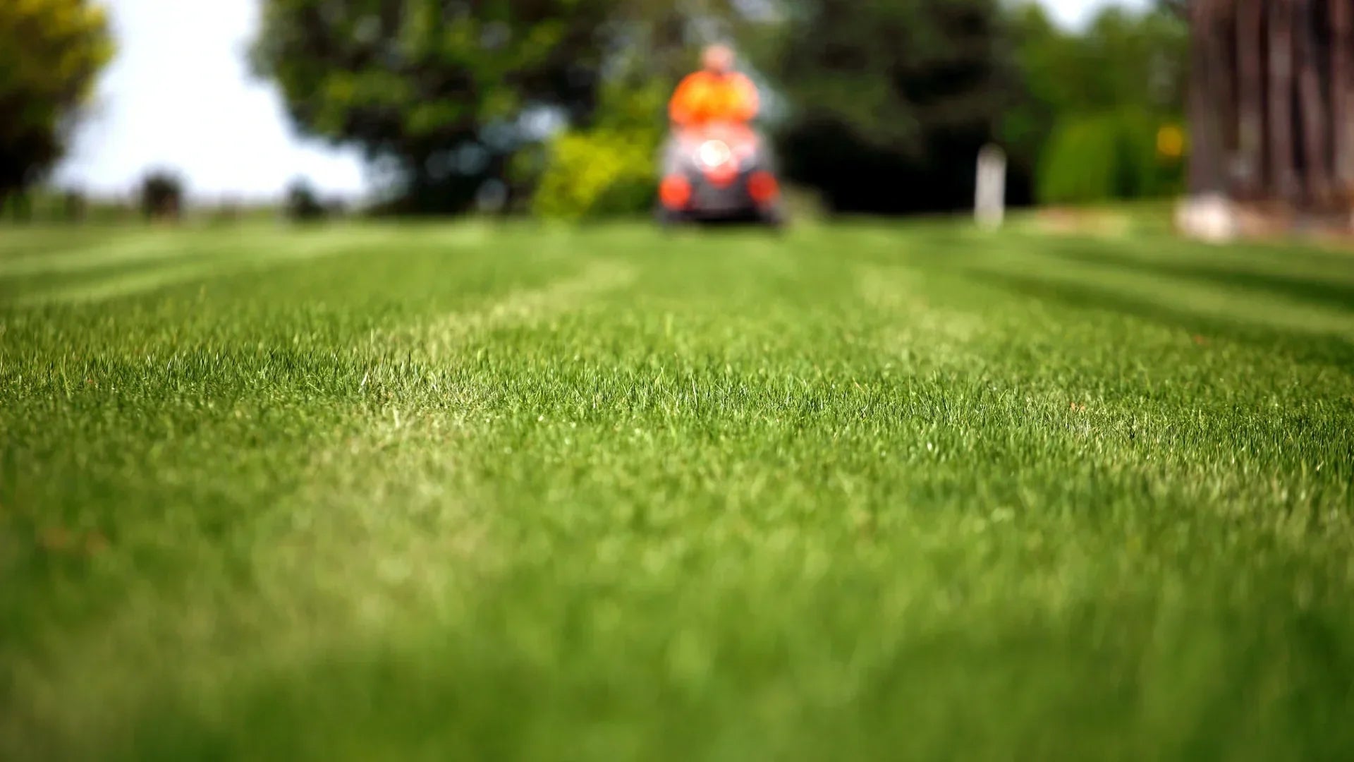 Rasen mähen im März: Der richtige Start ins Frühjahr