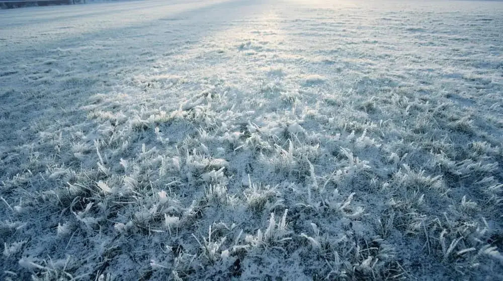 Rasen säen bei 5 Grad – Ist das möglich? Tipps & Risiken