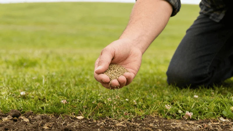 Rasen säen ohne Streuwagen: 3 praktische Methoden für Aussaat