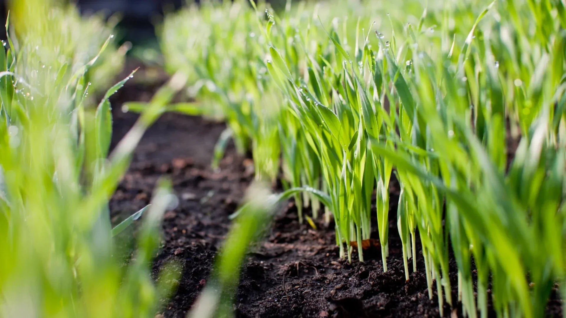 Rasen säen: Wann der richtige Zeitpunkt wirklich ist