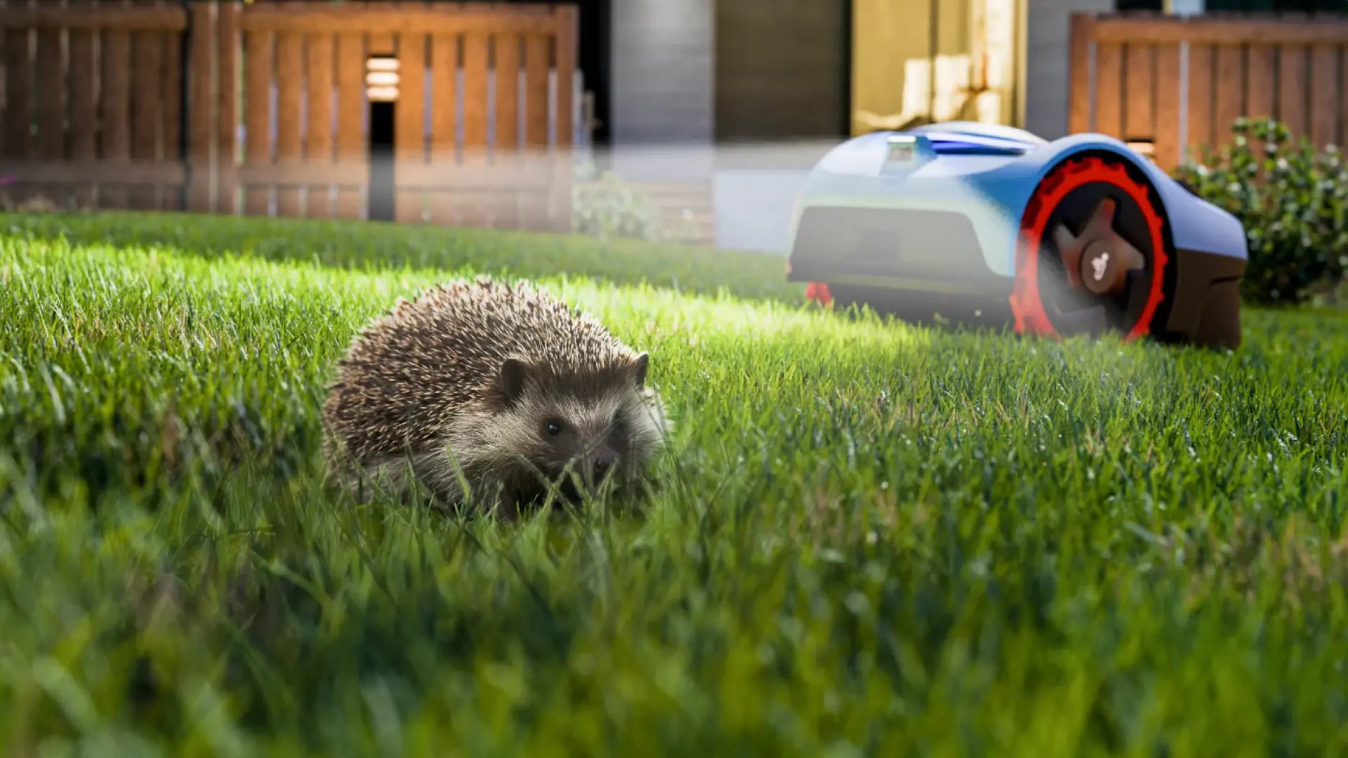 Mähroboter und Igel: Tipps für einen sicheren Garten