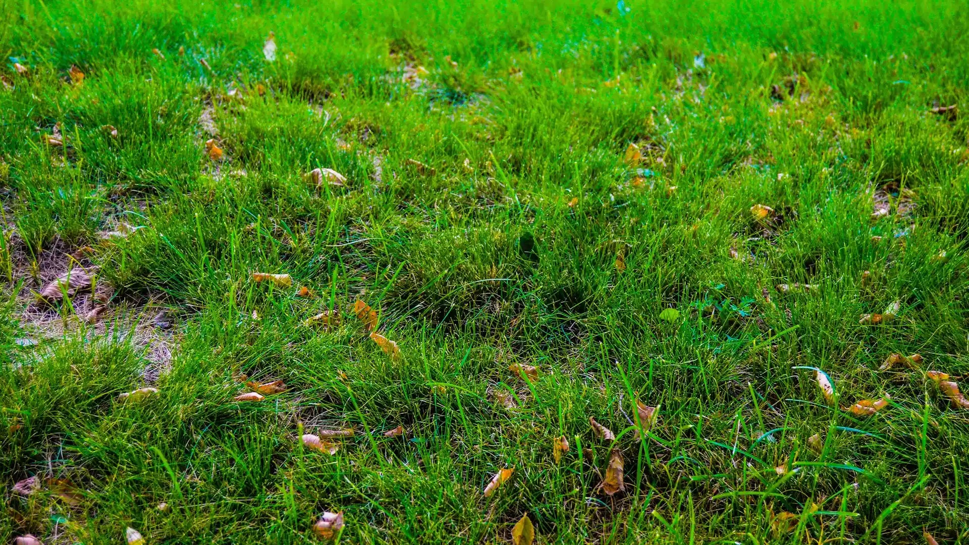 Wann den Rasen erneuern sinnvoll ist und wie es richtig gelingt