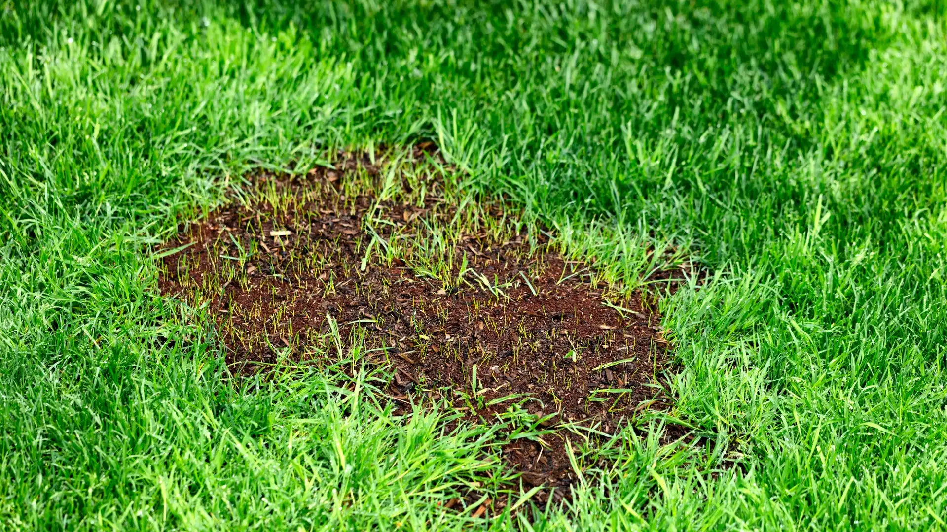 Den Rasen reparieren: So wird aus kahlen Stellen wieder eine dichte Fläche