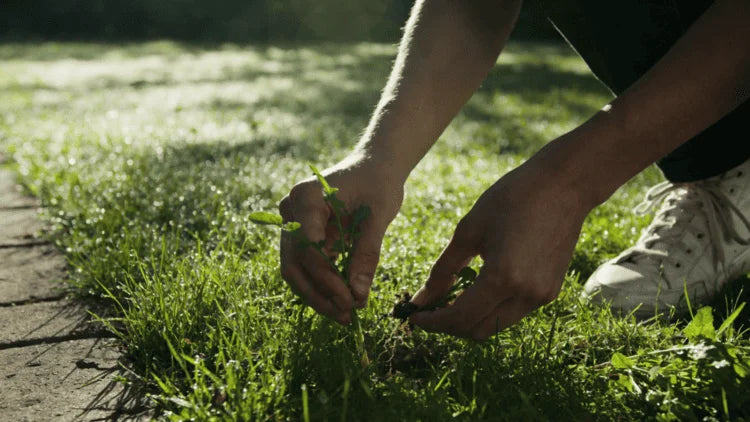 Unkraut im Rasen bekämpfen: Die Strategie für dauerhaft Grün